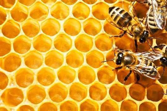 Рынок мёда Японии