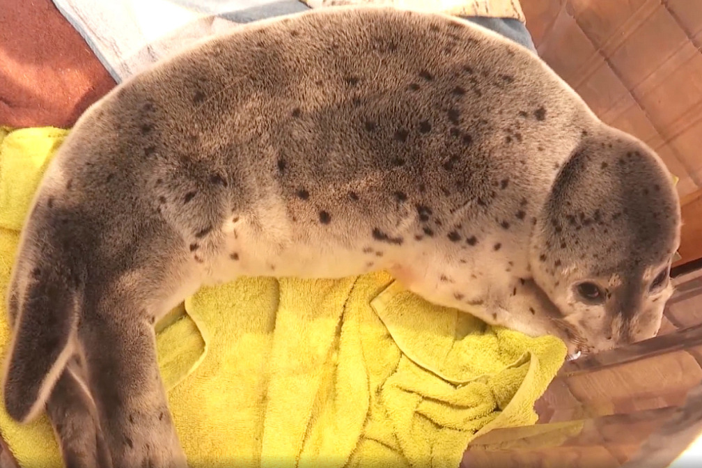 Своих не бросает: как ветеран СВО помогает людям и тюленям с господдержкой