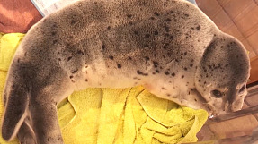 Своих не бросает: как ветеран СВО помогает людям и тюленям с господдержкой