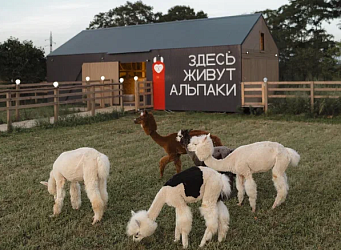 Первый парк альпак на Дальнем Востоке создан в ТОР Надеждинская