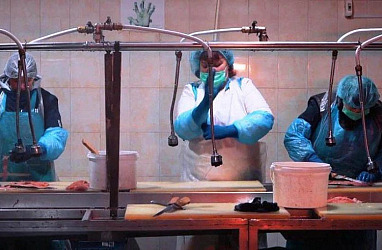 Больше качественной приморской рыбы: местное предприятие расширяет производство при поддержке властей
