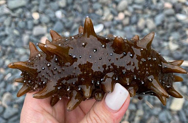 Производство продуктов питания на основе морских организмов запустили в Приморье при государственной поддержке