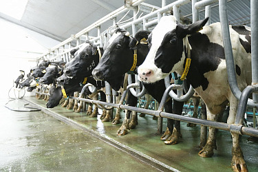 На ферме Тбилисского района внедрят бережливые технологии для увеличения надоев